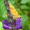 Yellow skipper butterfly