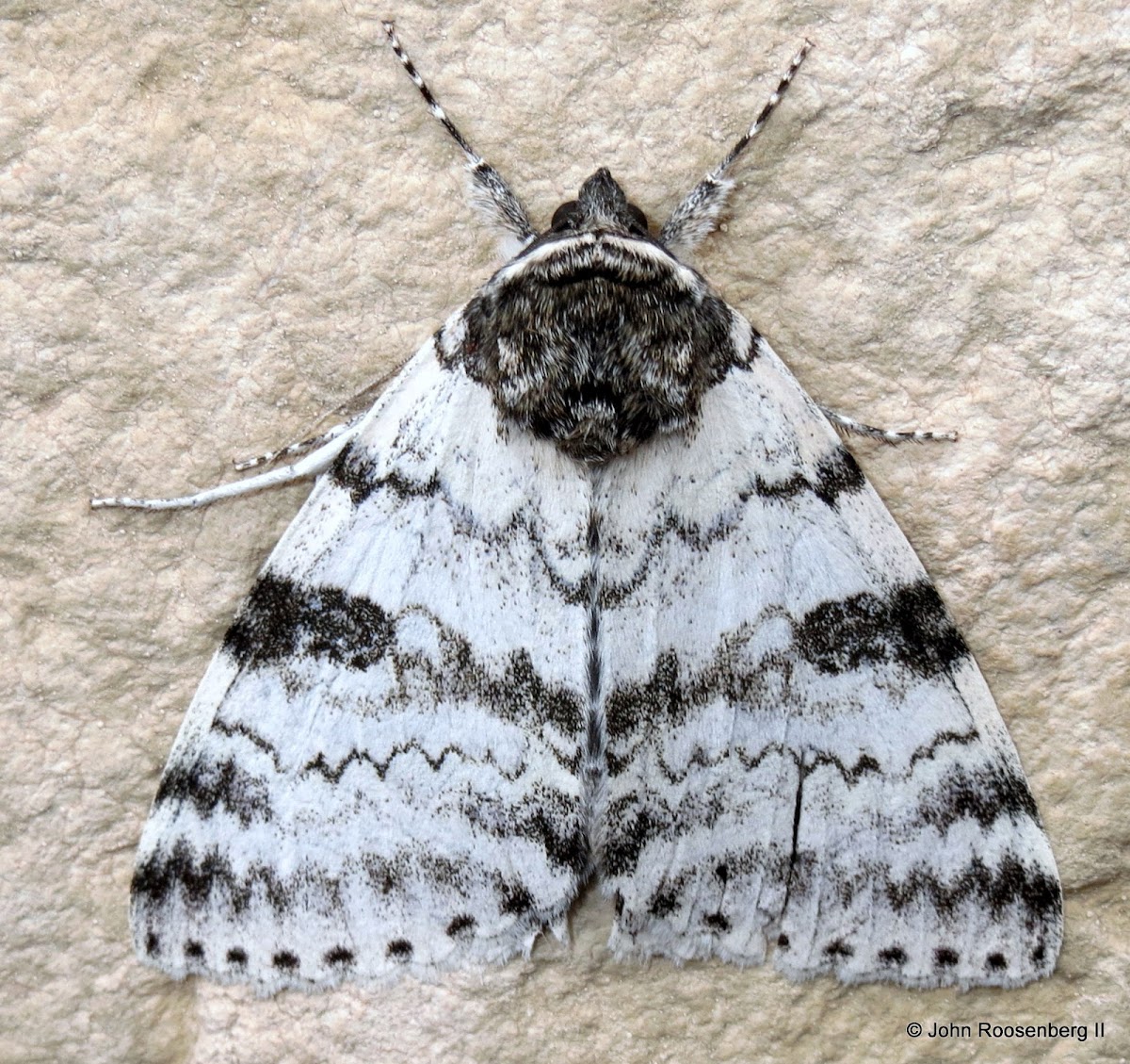 White Underwing Moth