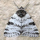 White Underwing Moth