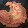 Chicken of the woods #2