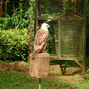 Philippine Eagle