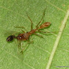 Ant eating Ant-mimic Spider