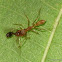 Ant eating Ant-mimic Spider
