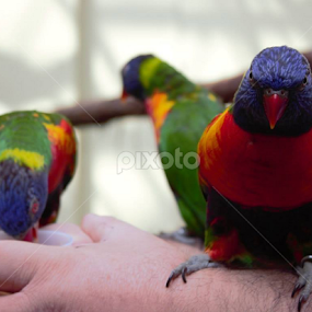 Birds by Eileen MacWilliams Kirsch - Animals Birds