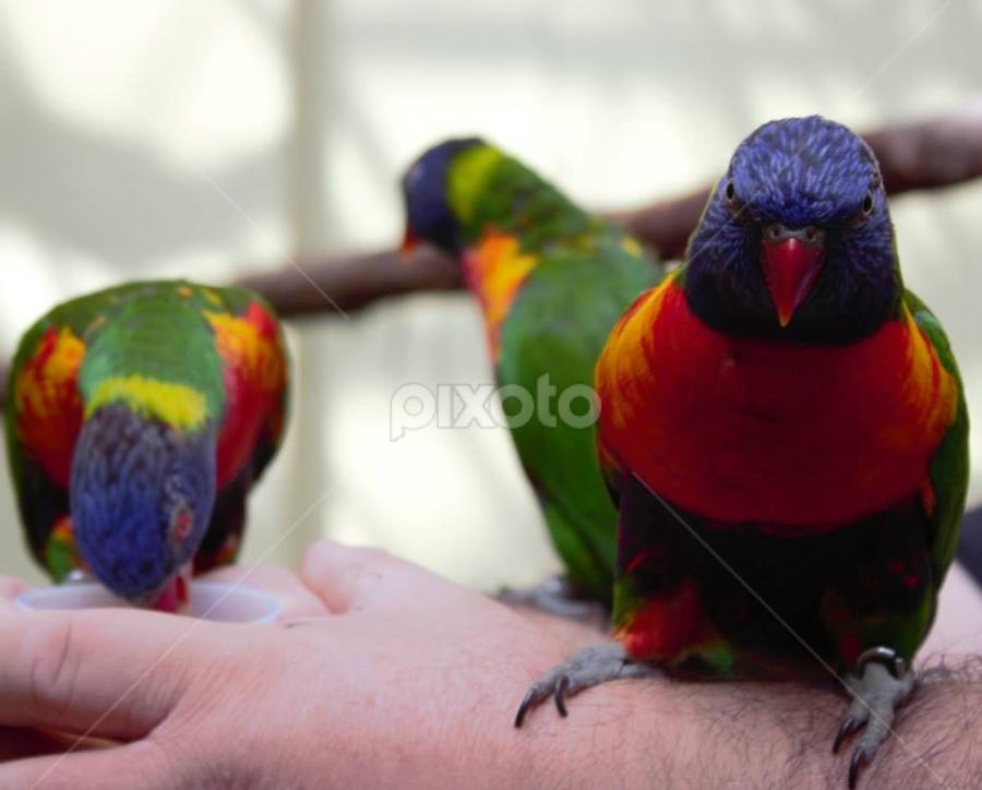 Birds by Eileen MacWilliams Kirsch - Animals Birds