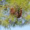 Witch's broom on Aleppo Pine