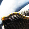Chlenias Moth (caterpillar)