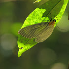 Snouted Tiger Moth