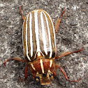 Striped Beetle