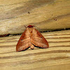 Walnut Caterpillar Moth