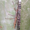 Southern Two-striped Walkingstick (mating pair)