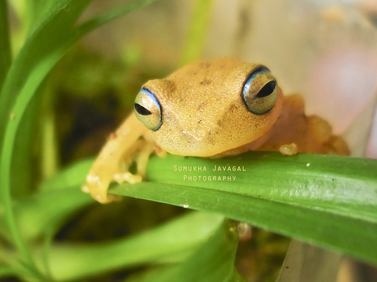 Blue-eyed bush frog