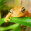 Blue-eyed bush frog