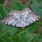 Macaria adonis moth