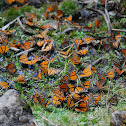 Winter Reserve of the Monarch Butterfly