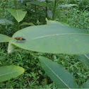 Milkweed bug