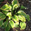 Hosta