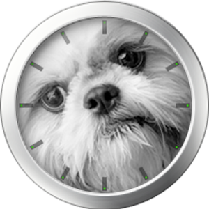 Shih Tzu Theme 1.0