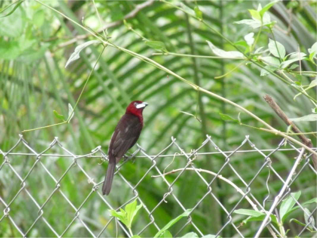 Red neck bird