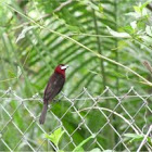 Red neck bird