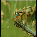 The kingfisher (Alcedo atthis)