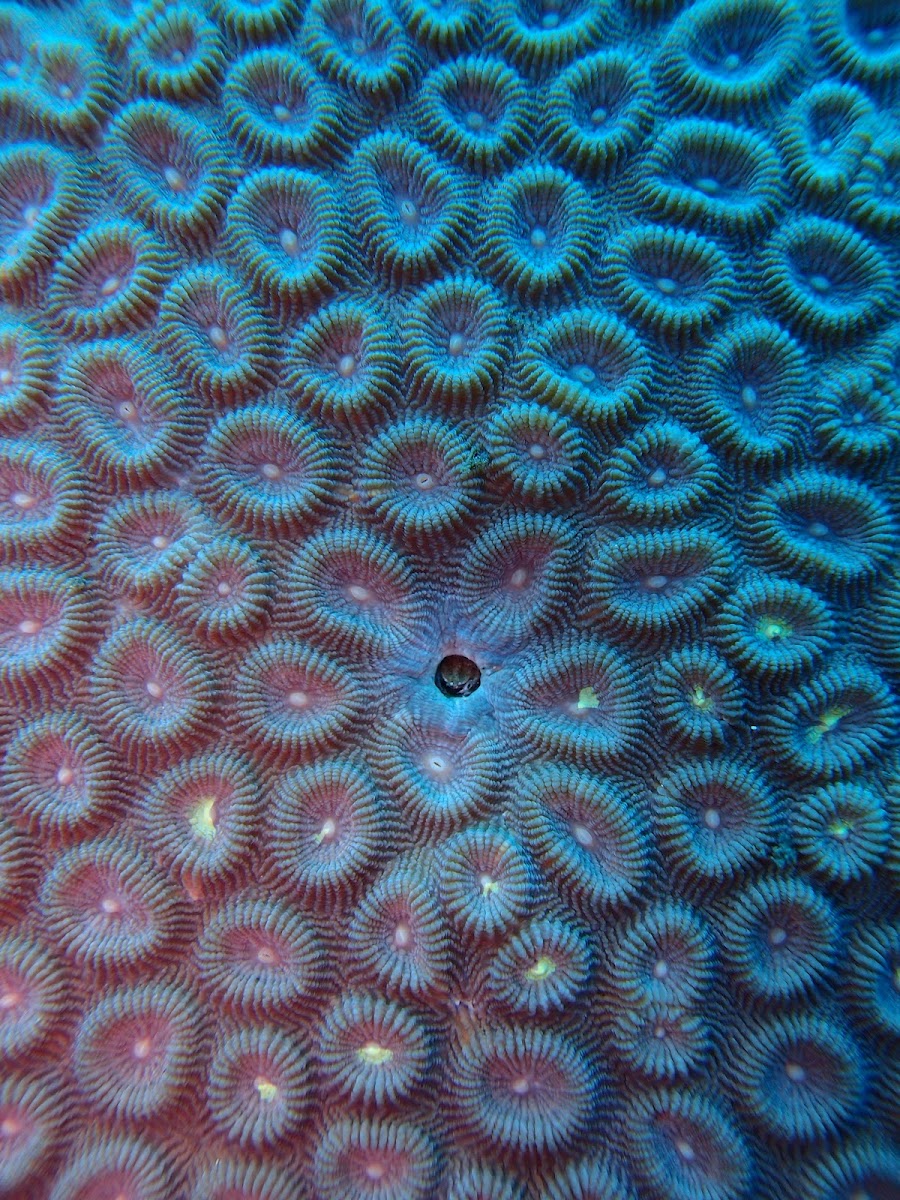 Favia coral