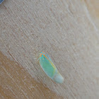 Red-banded Leafhopper