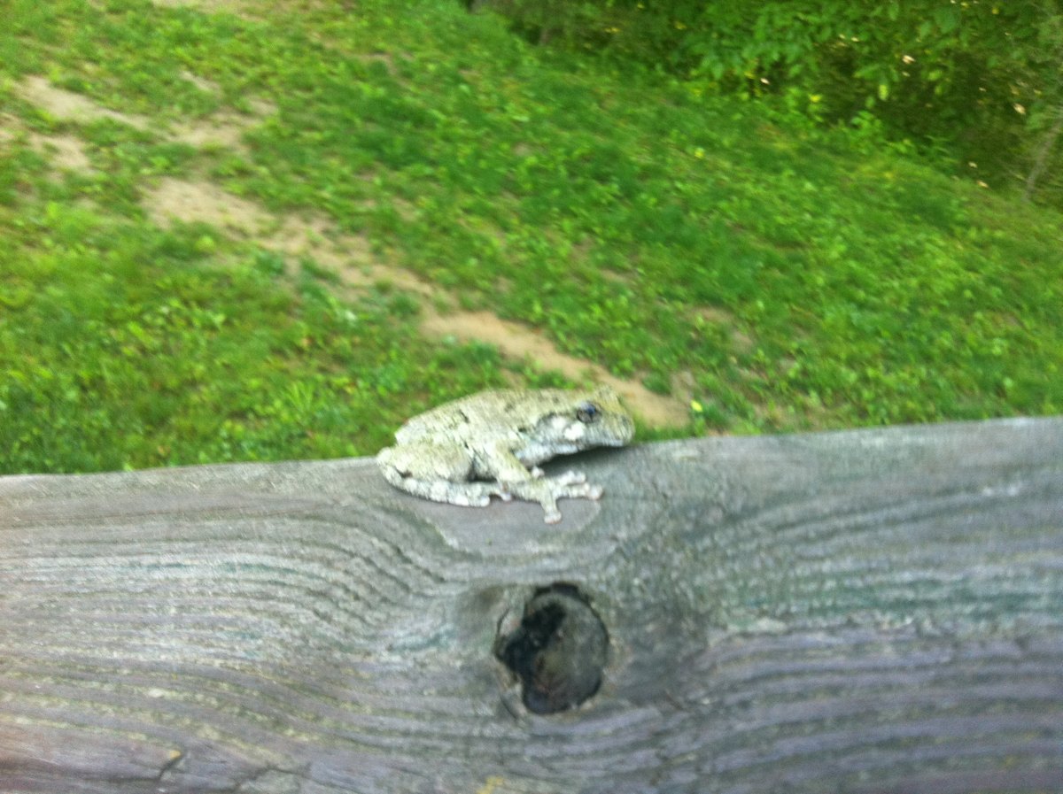 Gray Tree frog