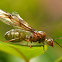 Green Tree Ant ( Queen )