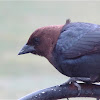 Brown-headed Cowbird (male)