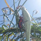 Large Milkweed Bug