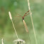 Halloween Pennant