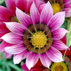 by Bero Planinec - Flowers Flower Gardens