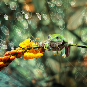 Frog in Bokeh by A Rahman - Animals Amphibians