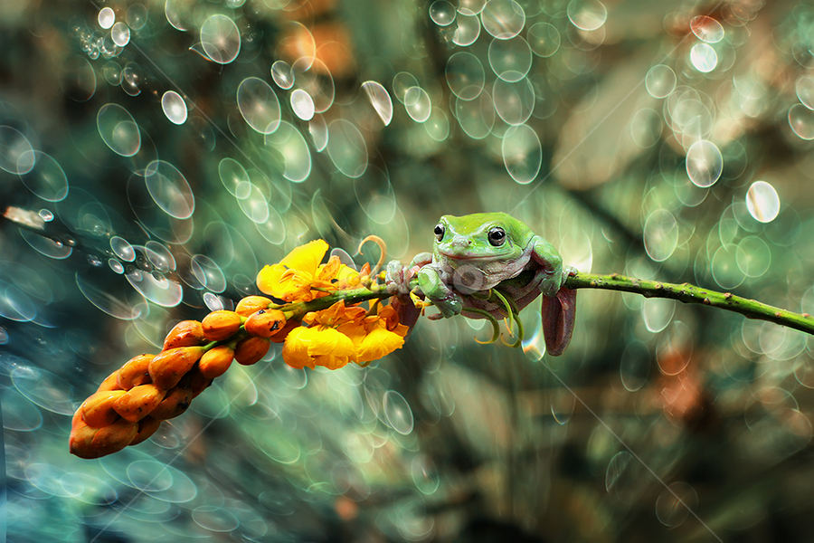 Frog in Bokeh by A Rahman - Animals Amphibians