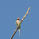 Red-breasted Parakeet