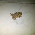 Painted Burrowing Frog