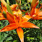 orange lily