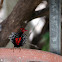 Painted Firetail Finch