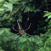 Giant Wood Spider (Female)