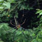 Giant Wood Spider (Female)