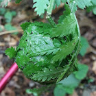 Pupating Leaf-roller Caterpillar