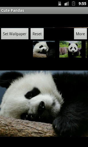 Cute Pandas wallpaper