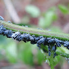 Larvae