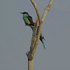 Blue- throated Bee Eater