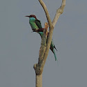 Blue- throated Bee Eater