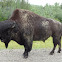 Wood Bison (Mountain Bison)