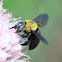 Great Carpenter Bee