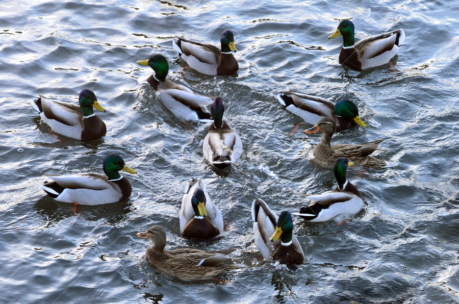 What is  Group of Ducks Called - A Raft by Kurt Bailey - Animals Birds