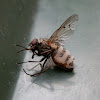 Pathogenic fungus in Fly